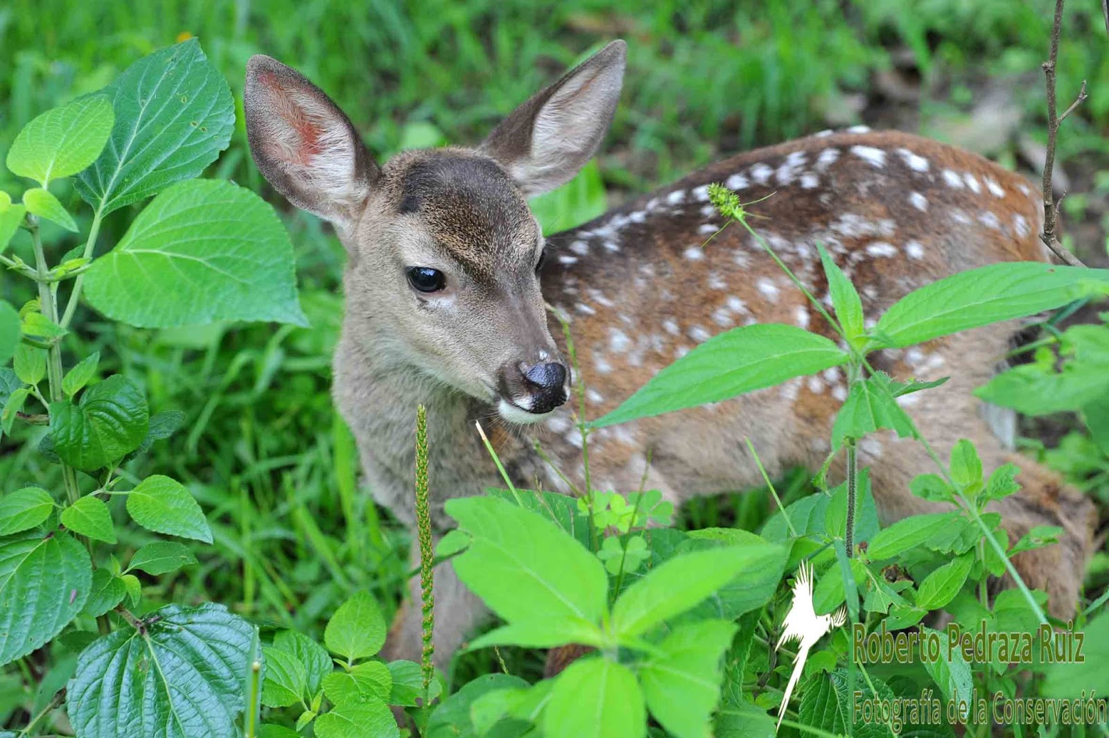 CONOCIENDO OAXACA: fauna