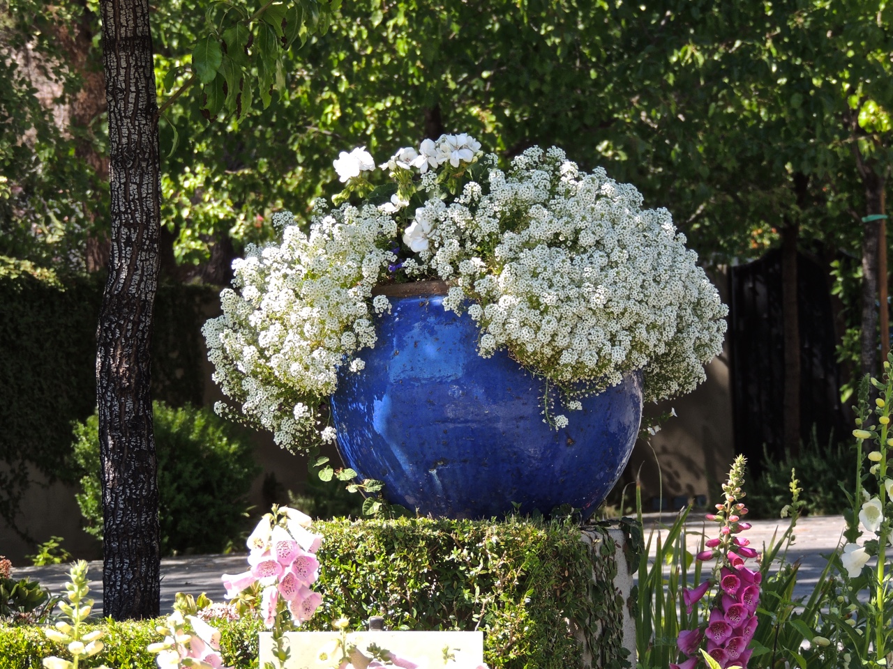 Phoenix Daily Photo Pretty Potted Plants