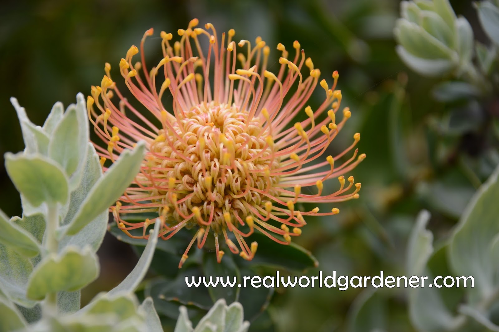 Real World Gardener Fabulous Coastal Pincushion Plant is Plant of the Week