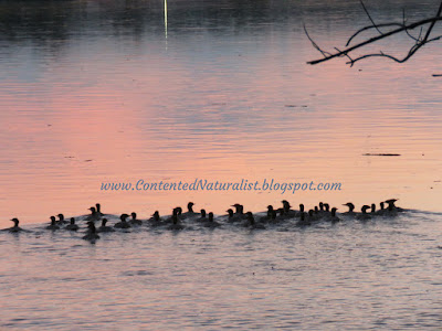large group of young Common Mergansers on a river reflecting the sunset.