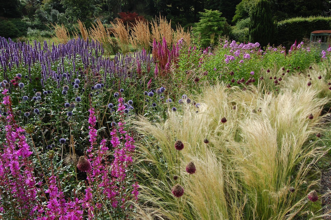 многолетние травы. кормовые травы. название многолетней травы. Pennisetum setaceum. лиатрис колосковый liatris spicata.
