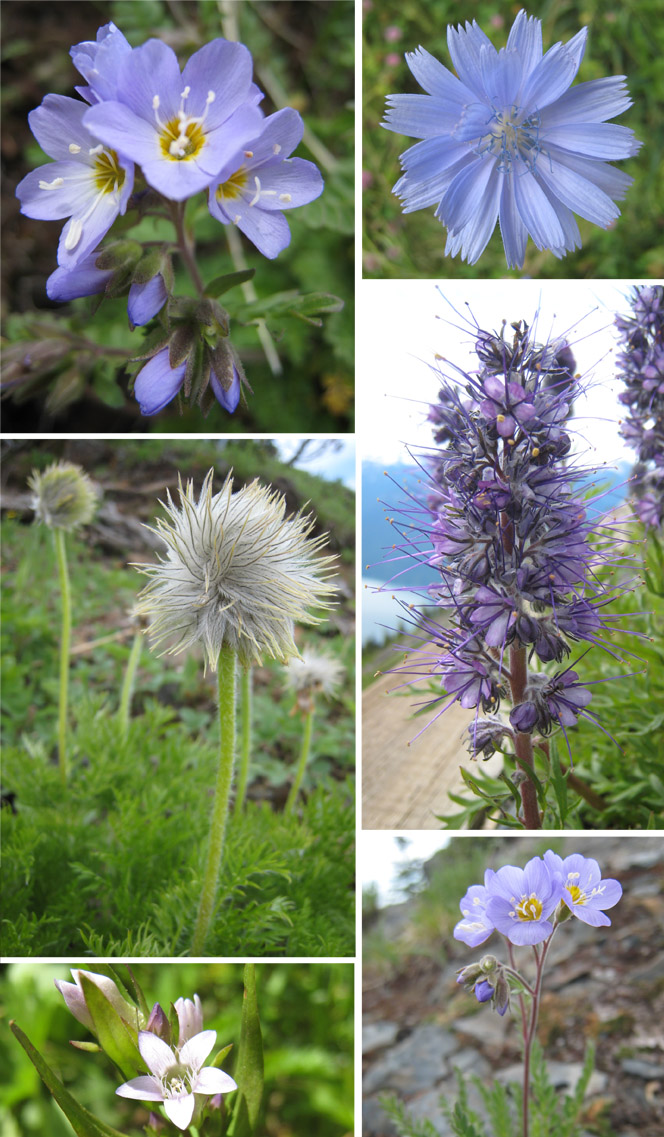 Scanner Near Me >> Jessica Rae Gordon: British Columbia Wildflowers Scanner Near Me >> Jessica Rae Gordon: British Columbia Wildflowers
