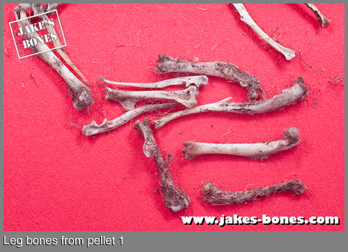 Finding owl pellets : Jake's Bones