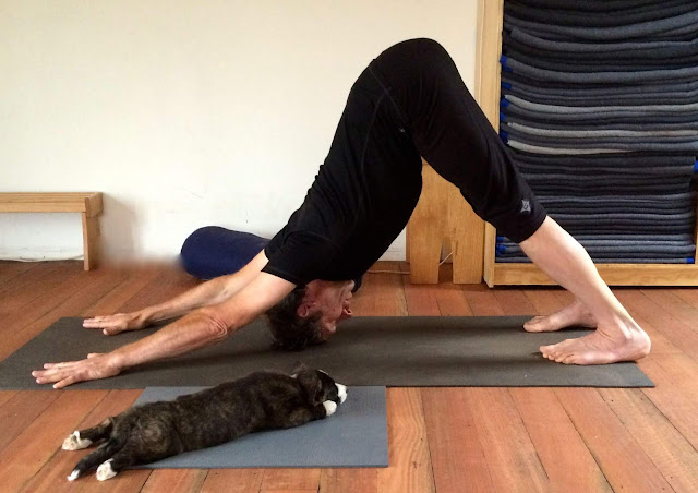 Mỗi ngày một tư thế Yoga | 10 Tư thế chó úp mặt 