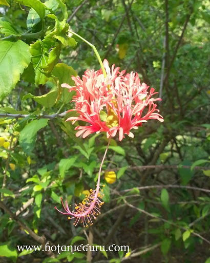 Hibiscus schizopetalus, Coral Hibiscus flower