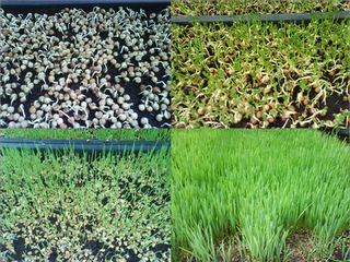 FCS Curriculum-BSc July 2009: Kin Yan Agrotech Farm