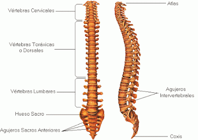 COLUMNA VERTEBRAL DEL CUERPO HUMANO INDICANDO PARTES Dibujo de la columna vertebral del cuerpo humano indicando partes