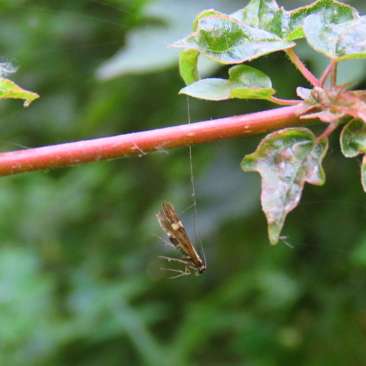 BugBlog The cost of longhorned moths long antennae?