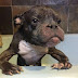 Veterinários disseram que este pobre Pitbull deveria ser sacrificado... O que os donos fizeram deixou o mundo sem palavras