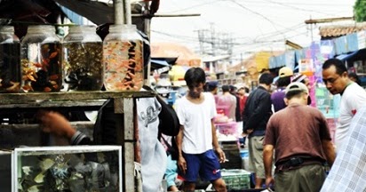 Alamat Pasar Ikan Hias Jatinegara dan Apa Saja yang Dijual - Ikan Ikan