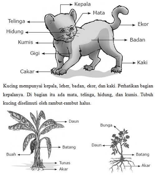 Contoh Ptk Ipa Sd Lengkap