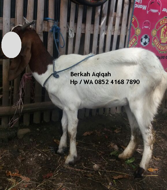 0852 4168 7890 Jual Kambing Murah Di Makassar