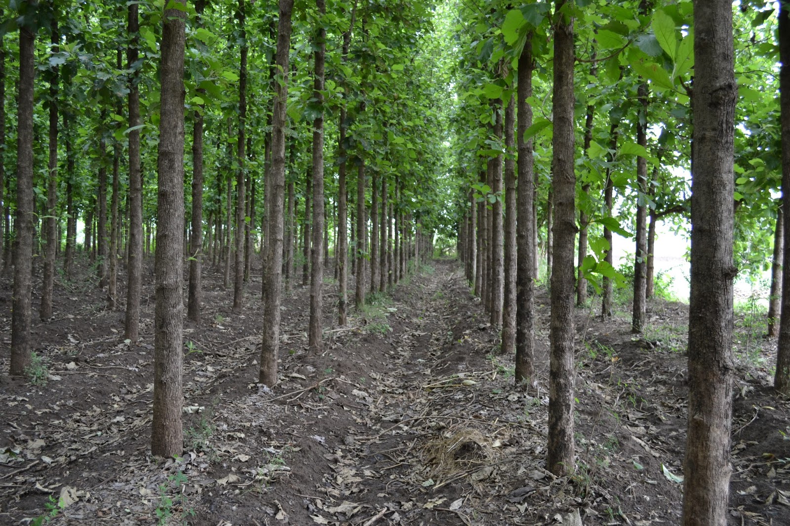 Tissue culture teak Tissue culture teak knowledge centre