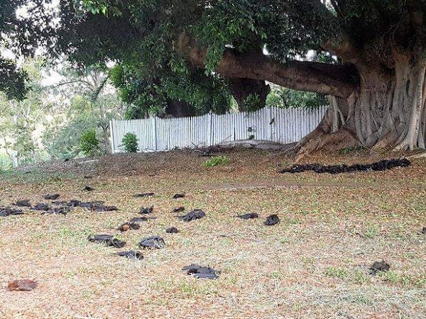 VIDEO: murcielagos caen del cielo debido al calor extremo en australia VIDEO: murcielagos caen del cielo debido al calor extremo en australia