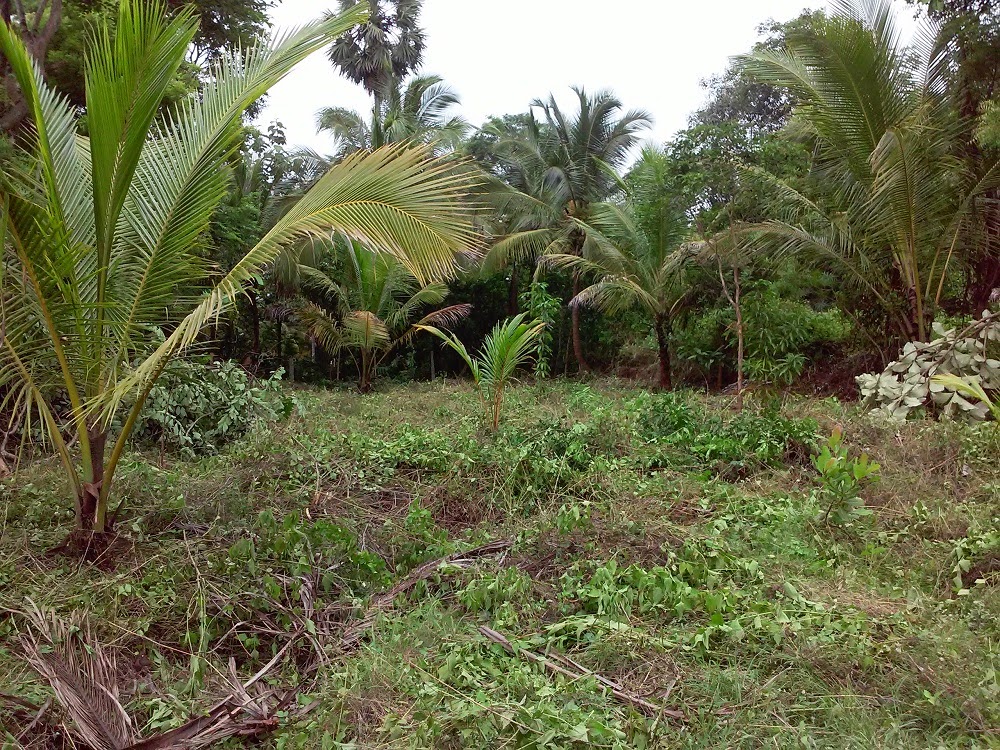 My Experiments With Farming Cutting and mulching trees