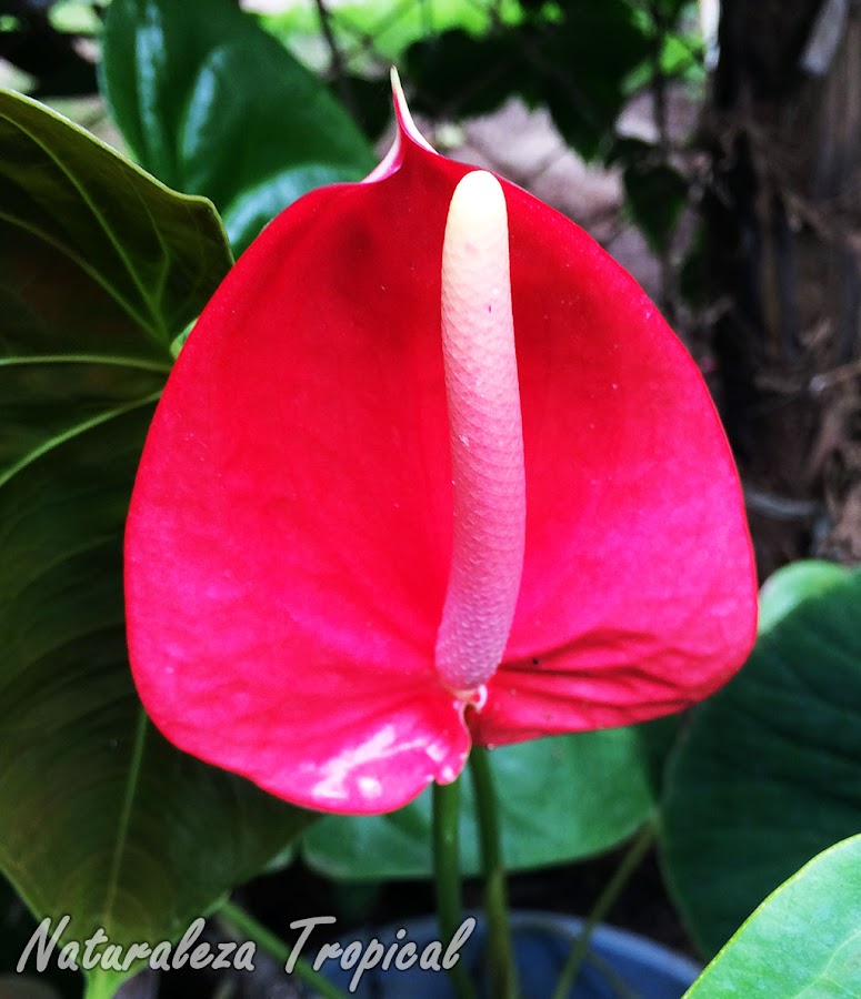 Inflorescencia típica de un Anturio, Anthurium andraenum