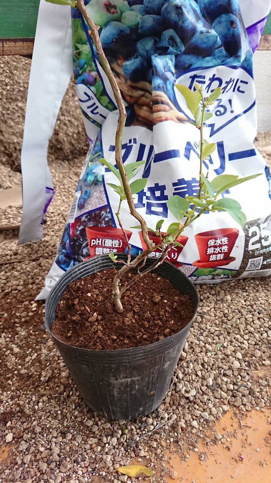 園芸知恵袋 ブルーベリーの植え替え 鉢増しに掛かったコスト