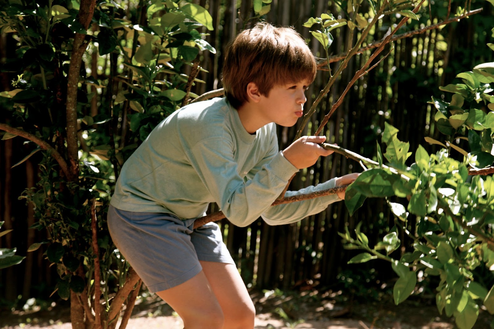 Cinema Falado Meu Pé de Laranja Lima (Crítica)