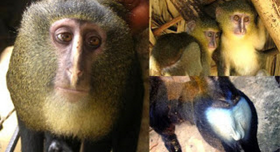 Monyet Baru Afrika Ditemukan Kalam Kumpulan Para Monyet