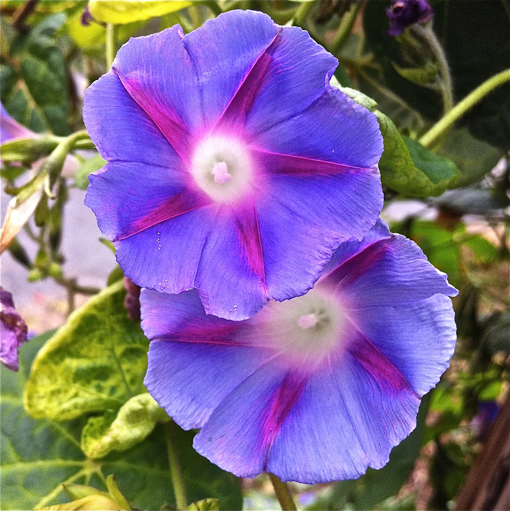 the rusty hoe today's plant morning glory