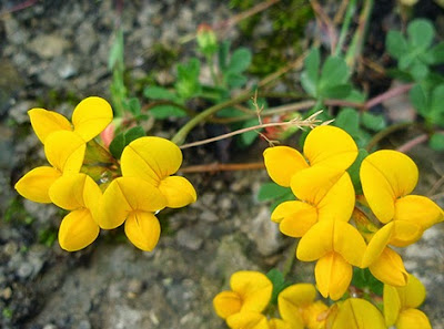 Cuernecillo (Lotus corniculata) flor amarilla
