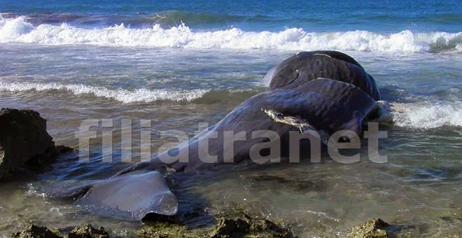Μεσσηνία: Νεκρή φάλαινα 10 μέτρων ξέβρασε η θάλασσα στα Φιλιατρά
