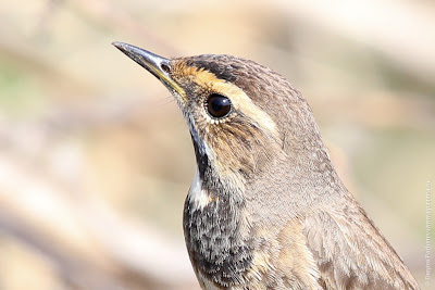 Варакушка (Luscinia svecica)