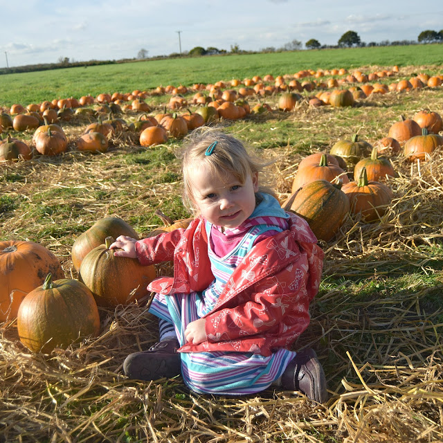 Wafflemama. Pumpkin Patch Rand Farm Lincolnshire