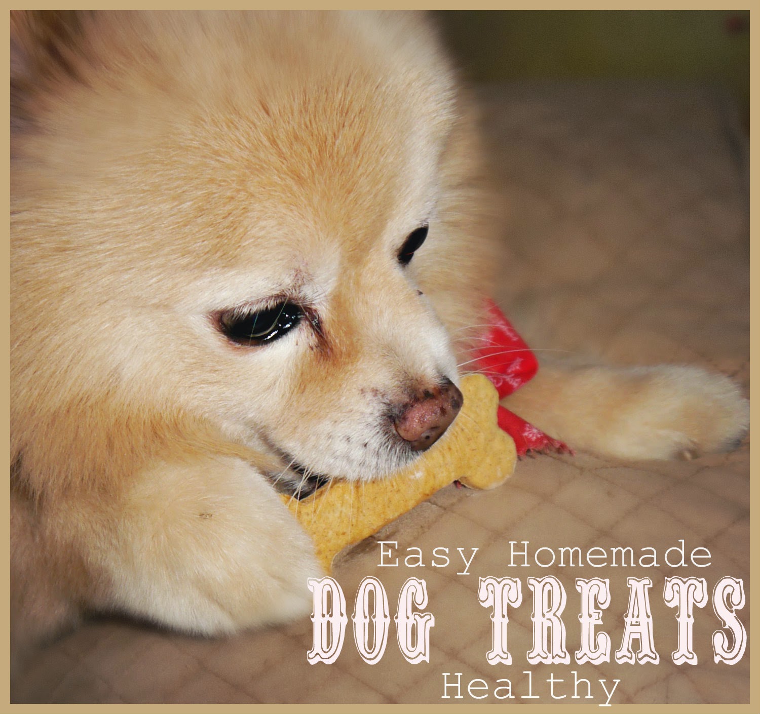 Suzy Homefaker: No Fuss Egg Nog Doggie Biscuits