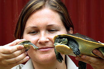 Animal Zoo Life Turtles Pet Turtles Sea Turtles