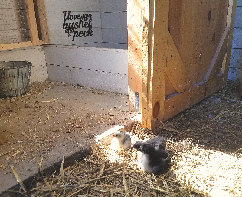 The Deep Litter Method aka Chicken Coop Winter Composting ...