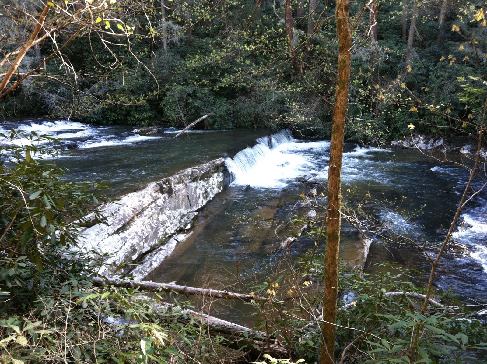 Big Lost Creek Wildflowers and Coker Creek Falls