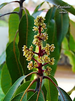 Flor de manga - mangueira