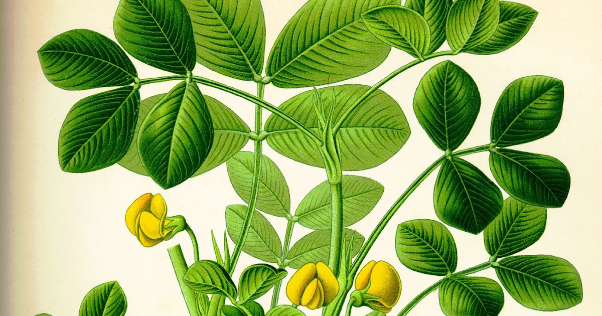 Всё о бегониях и не только...: Выращивание арахиса (Arachis hypogaea)
