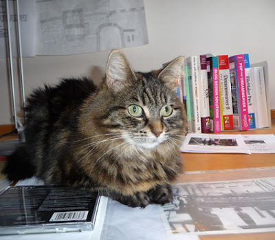 Cat Shelter Home In Wembley Cat Shelter Home In Wembley