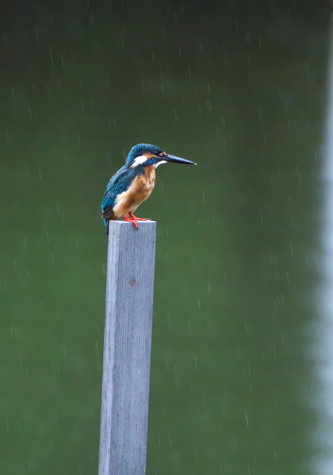 ヒントとルール: 犬と子供が友情を育む方法