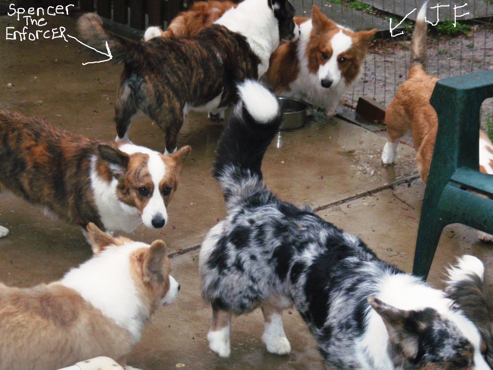 Dog Has Trouble Reaching Down To Food Bowl Dog Has Trouble Reaching Down To Food Bowl