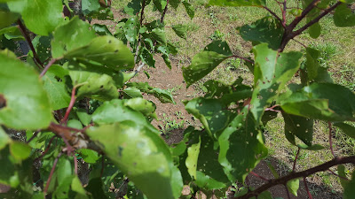 Apricot leaves with shot hole disease