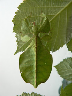 Insectos hoja - Phyllium bioculatum