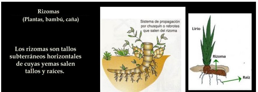 BIOLOGÍA Y GEOLOGÍA 1ESO EXXI - IES MAR. BAQUERO: marzo 2017