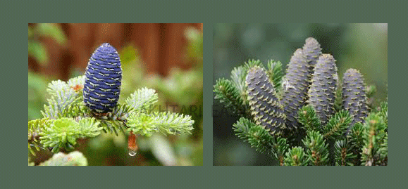 ABIES KOREANA