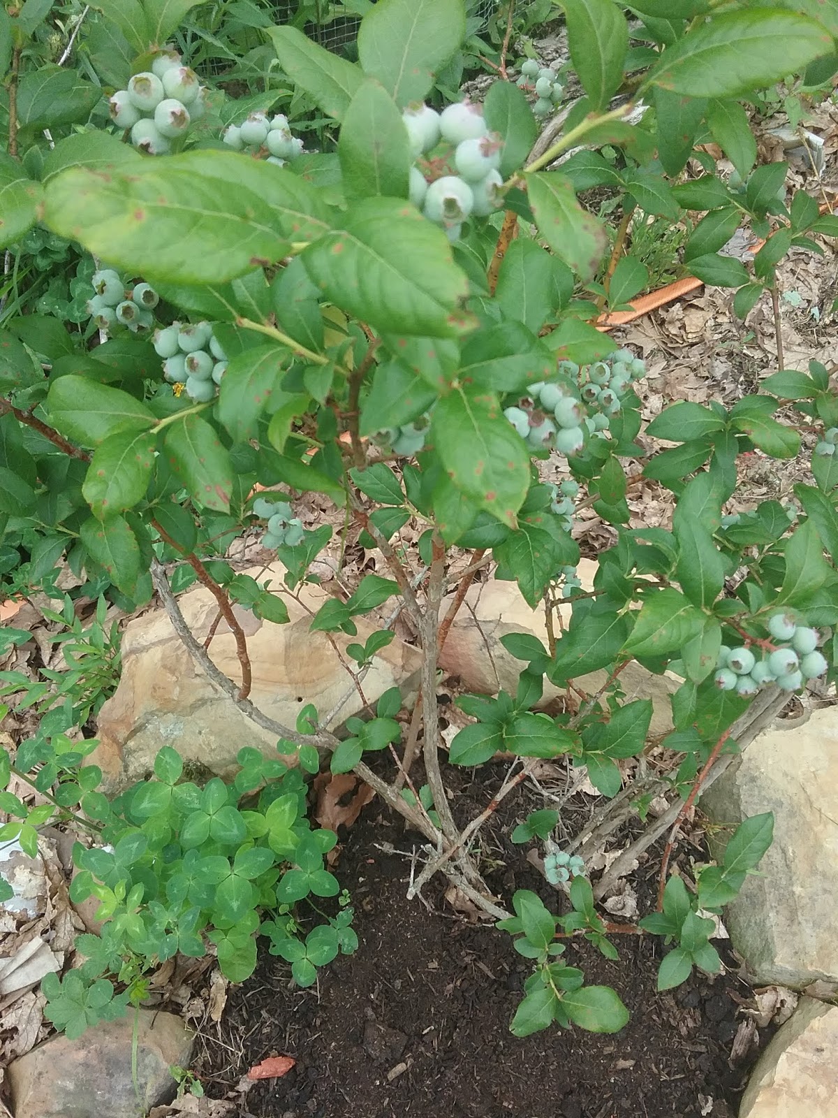 Vegans Living Off the Land Blueberry & vertical trellis biodiverse garden