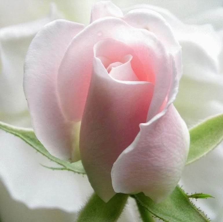 Назови самой нежной. Нежный цветок. Самые нежные розы. Нежность розы. Чудесные нежные розы.