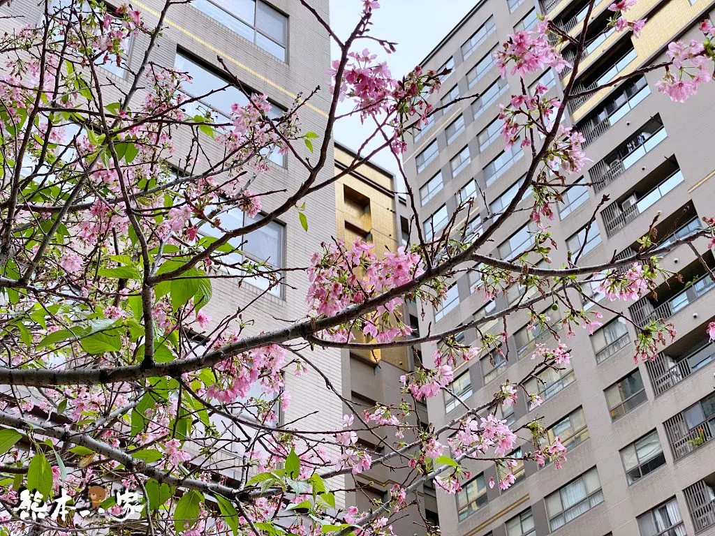 三峽北大賞櫻花兼野餐親子半日遊|賞花點不少值得散步走走喔