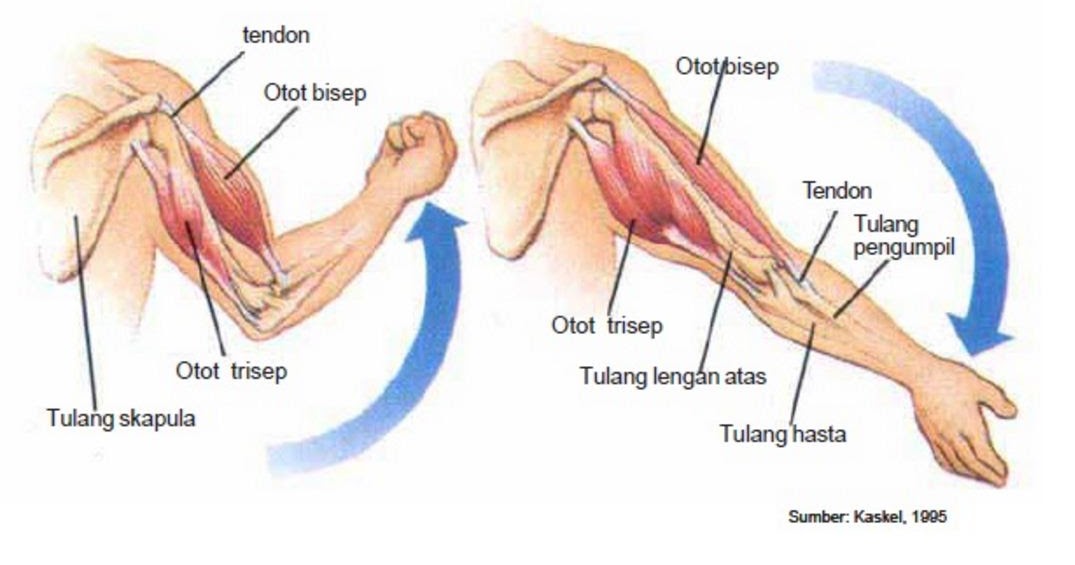 Kerja otot trisep dan bisep terjadi secara