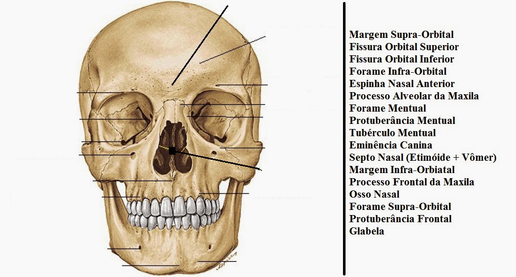 Fisio na Boa ENTENDENDO OSSOS DO CRÂNIO E DA FACE Fisio na Boa ENTENDENDO OSSOS DO CRÂNIO E DA FACE