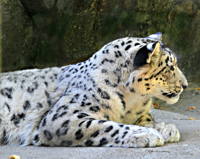 Snow Leopard - Amazing Wild Animals