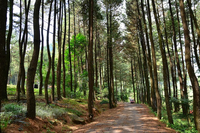 Hutan Pinus Gunung Pancar