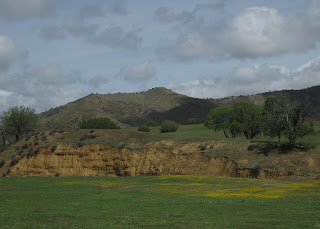 Field with yellow flowers near low cliff, Panoche Road.