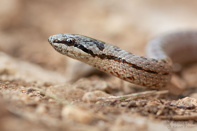 Smooth snake (Coronella austriaca)